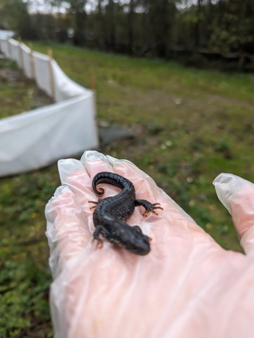 Great crested newt found during a survey