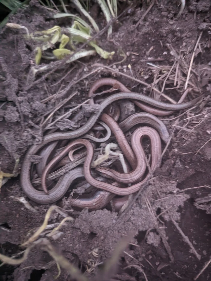 Slow worms found during a reptile survey