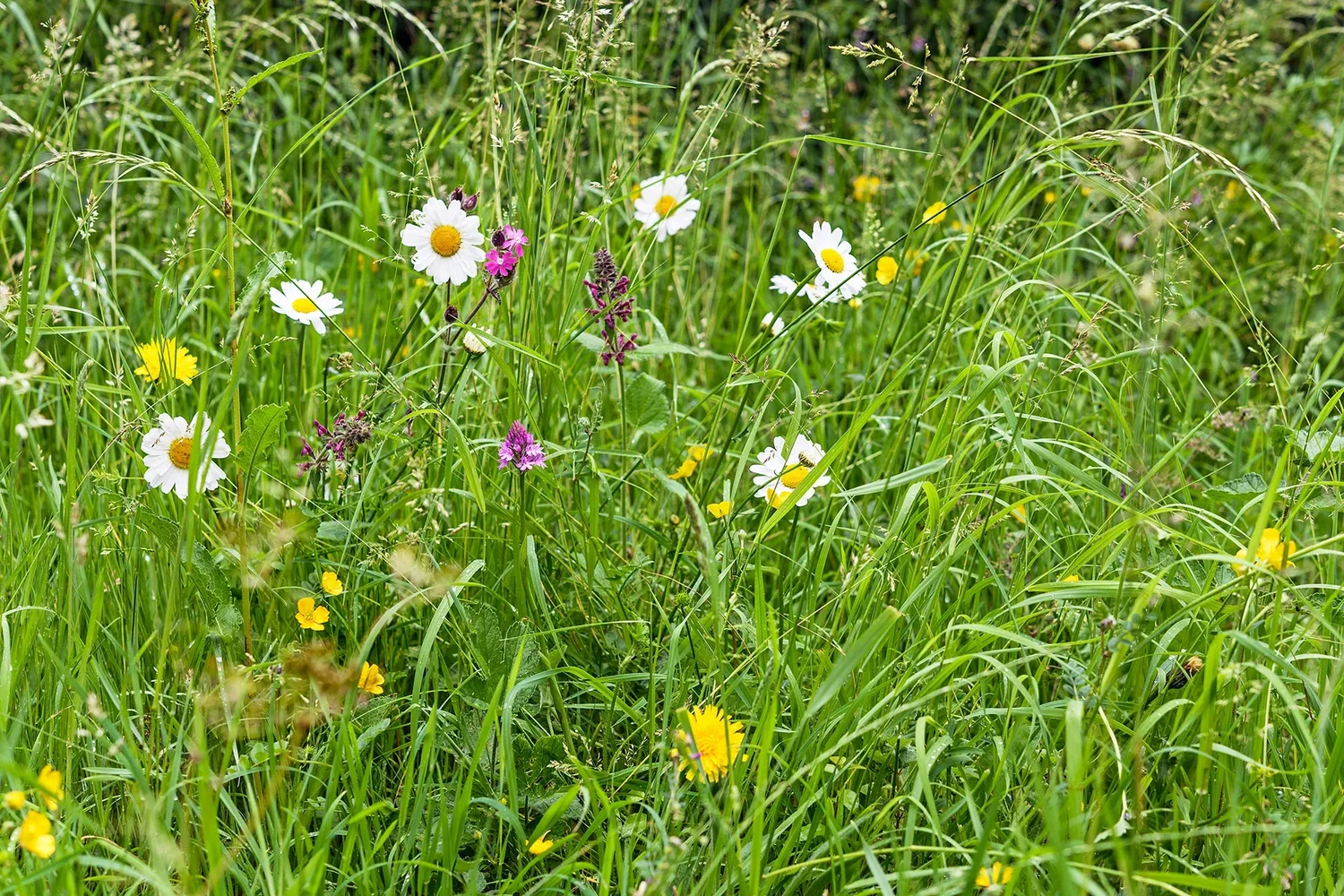 Wildflower grassland