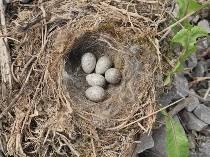 Bird nest with eggs found during a survey