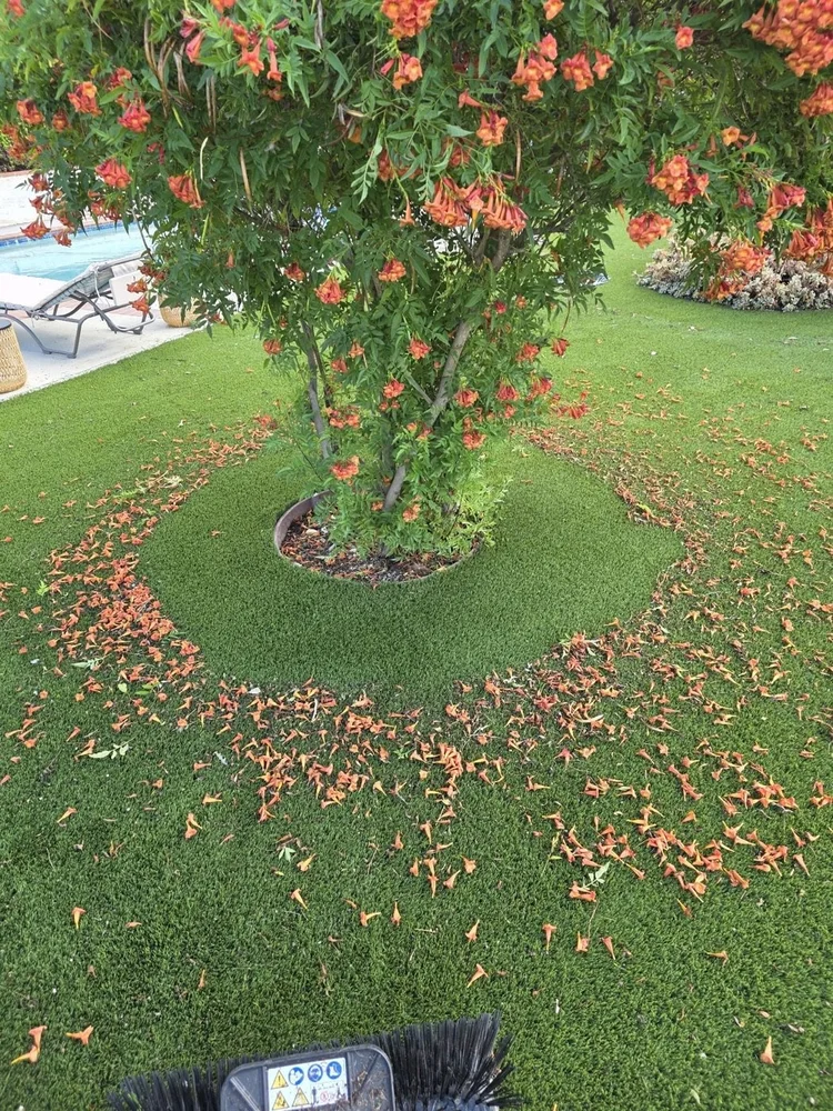 Turf under a flowering tree before cleaning