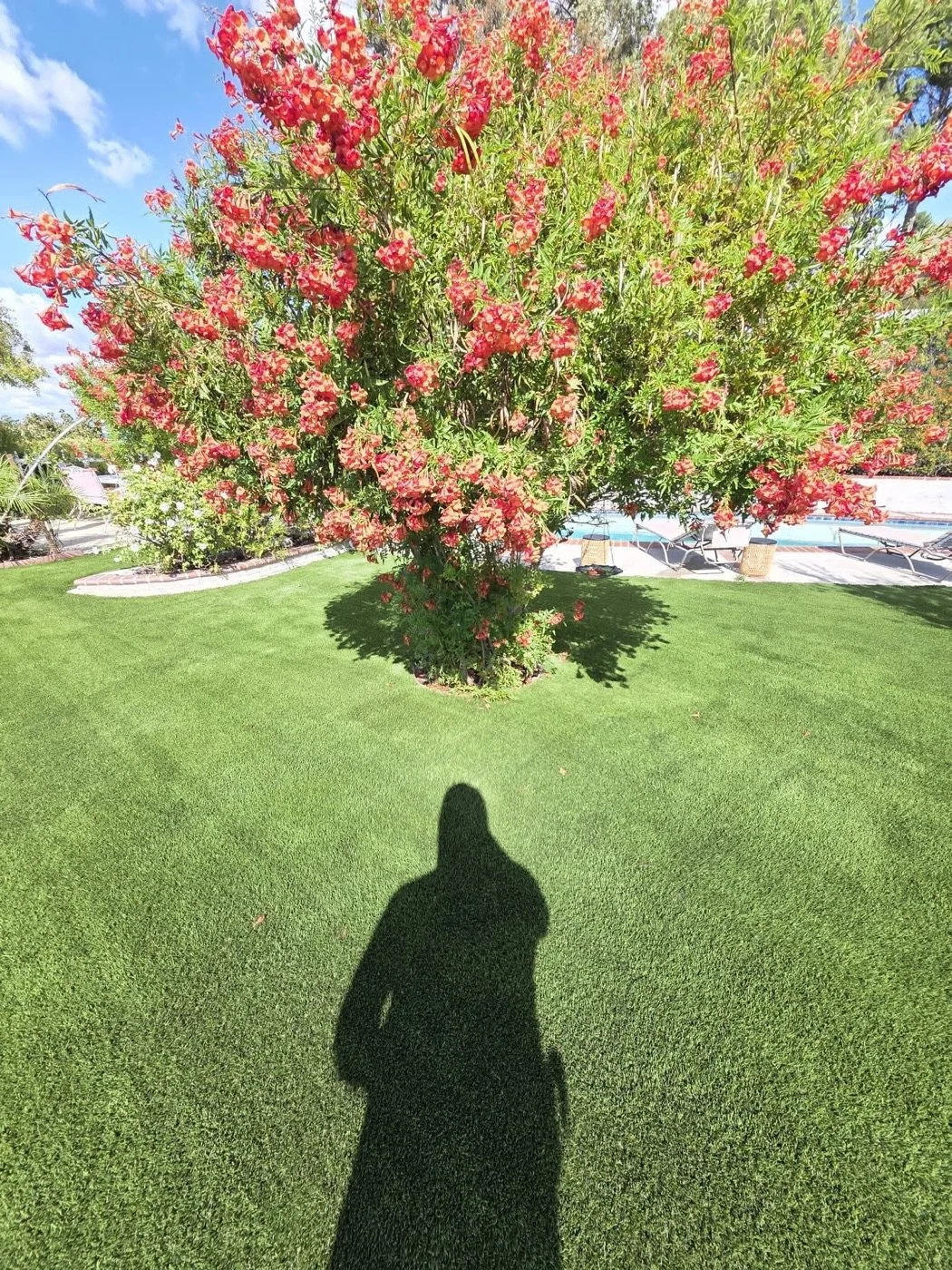 The same turf after a brush and vacuum, petals gone and blades groomed