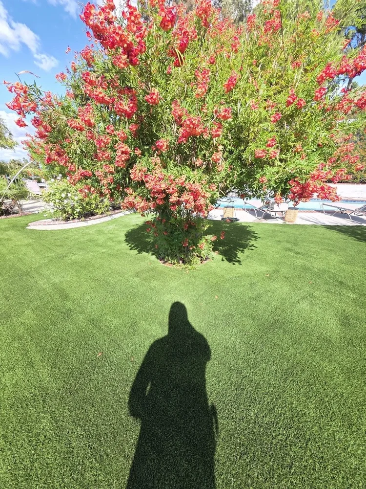 Turf under a flowering tree after a Hydroforce clean