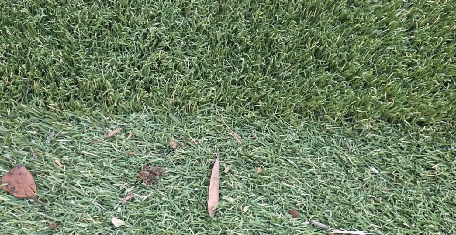 Close-up of artificial turf showing power-brushed blades next to matted, debris-covered turf