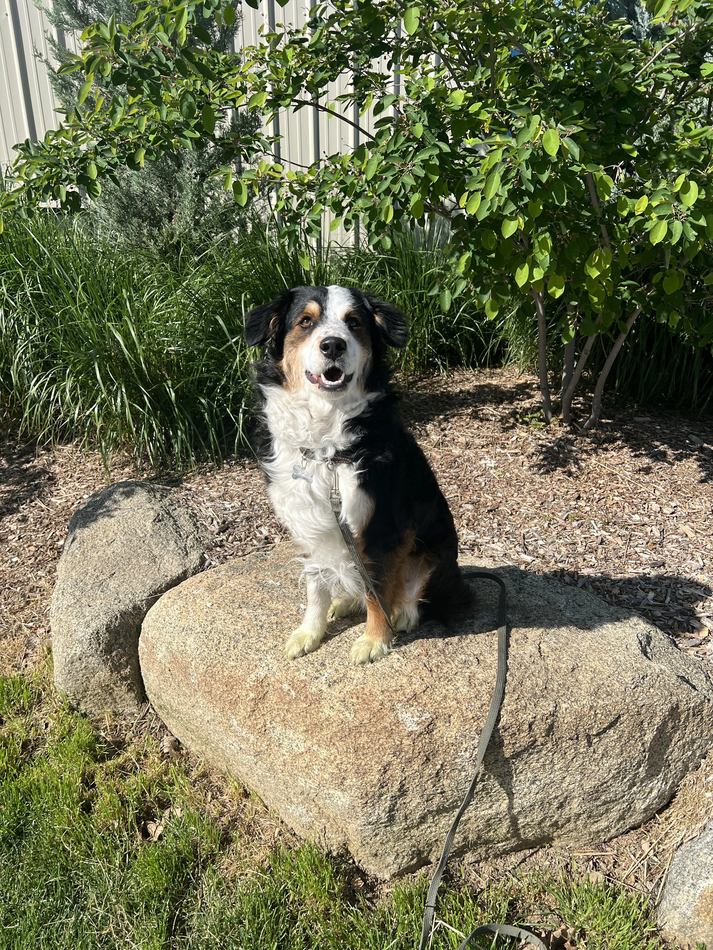 Dog training real world