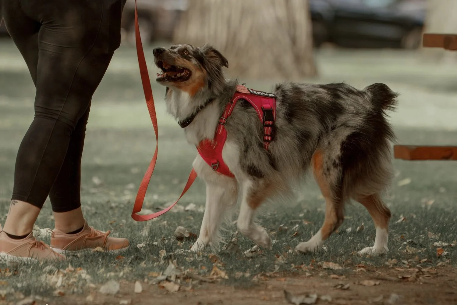 A dog walking on a loose leash beside a trainer during a thirty minute neighborhood reset walk