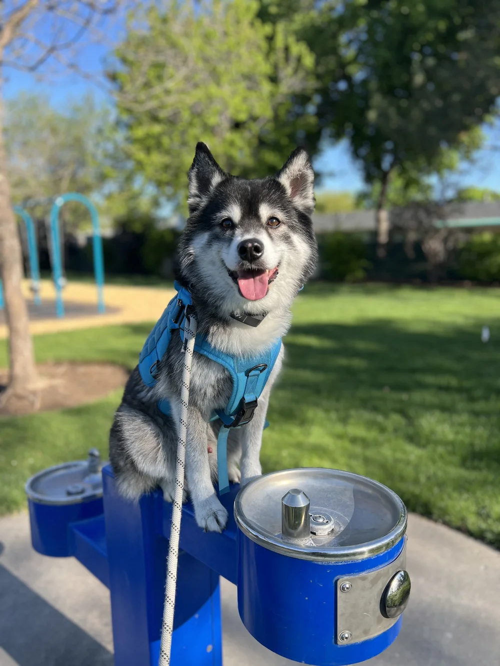 Husky doing a paws-up trick on a park fountain