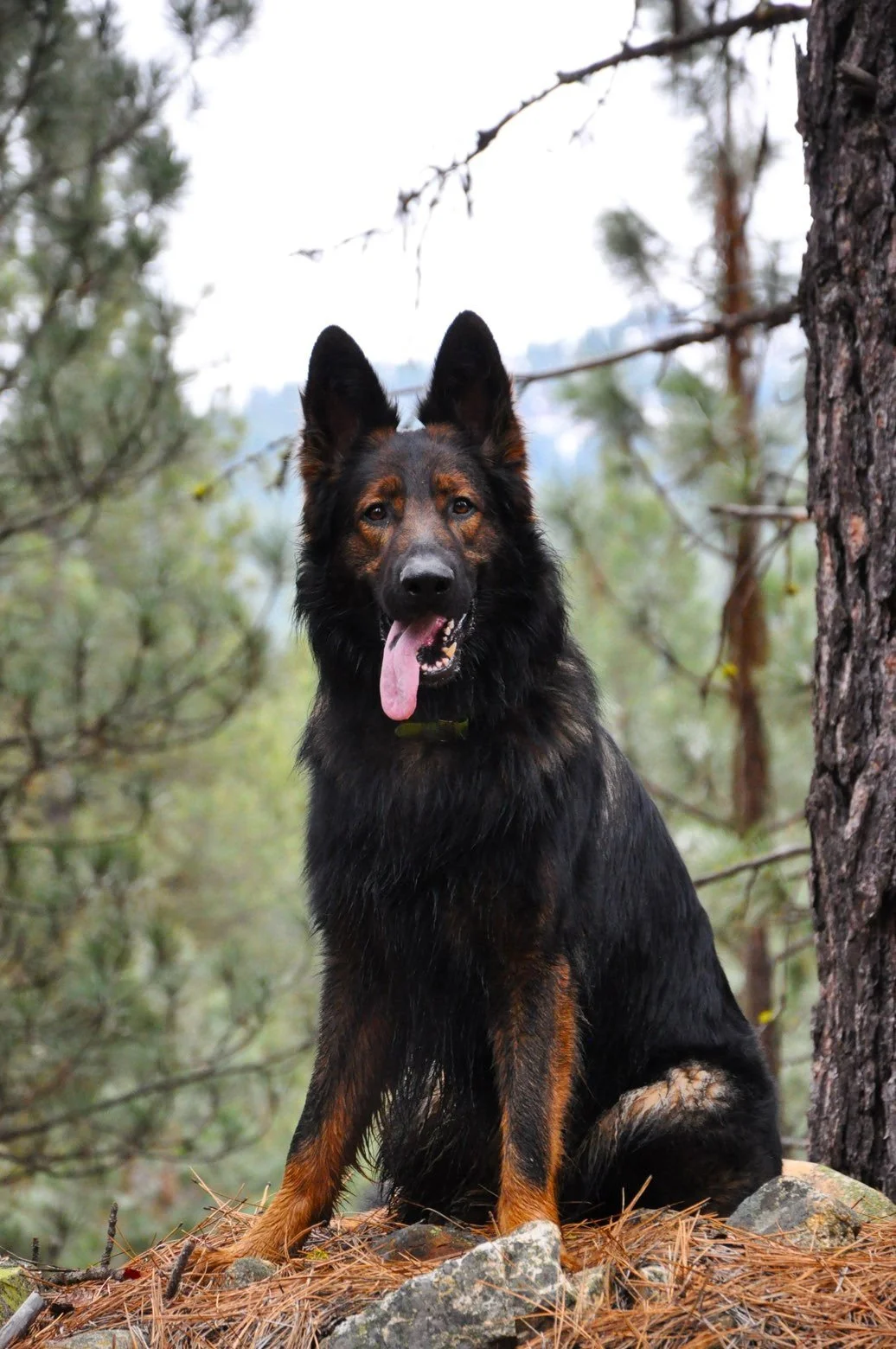 Lasting dog training results