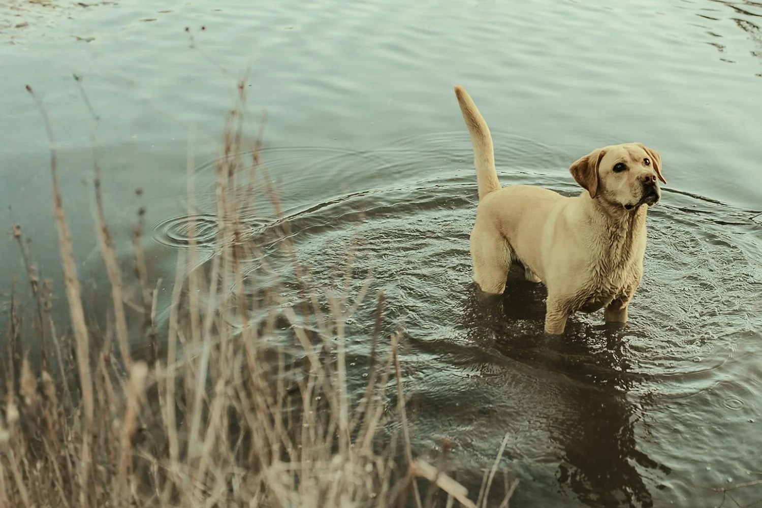 A dog standing quietly in the shallows of a Treasure Valley pond during a decompression walk
