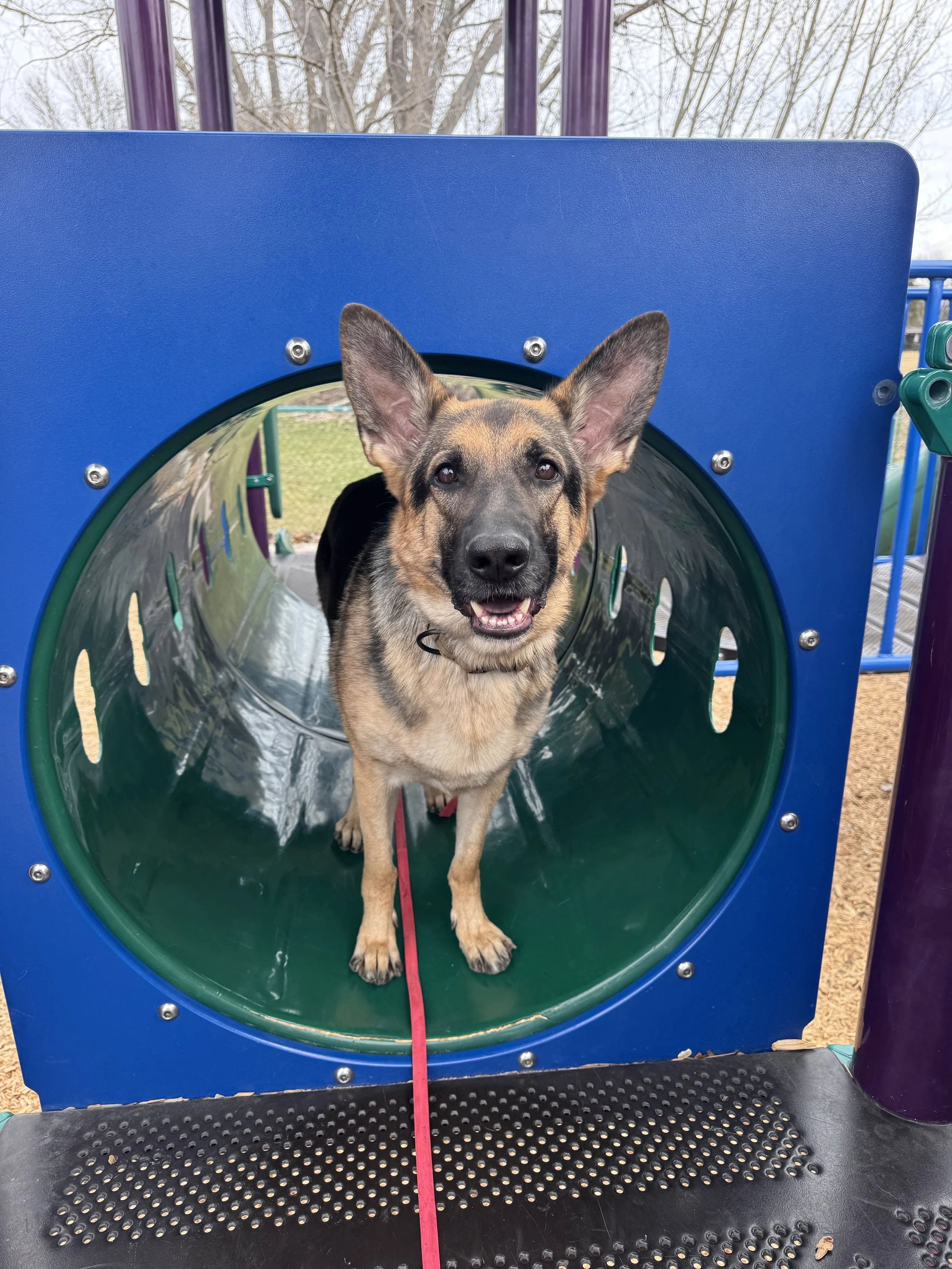 Dog training Meridian Idaho