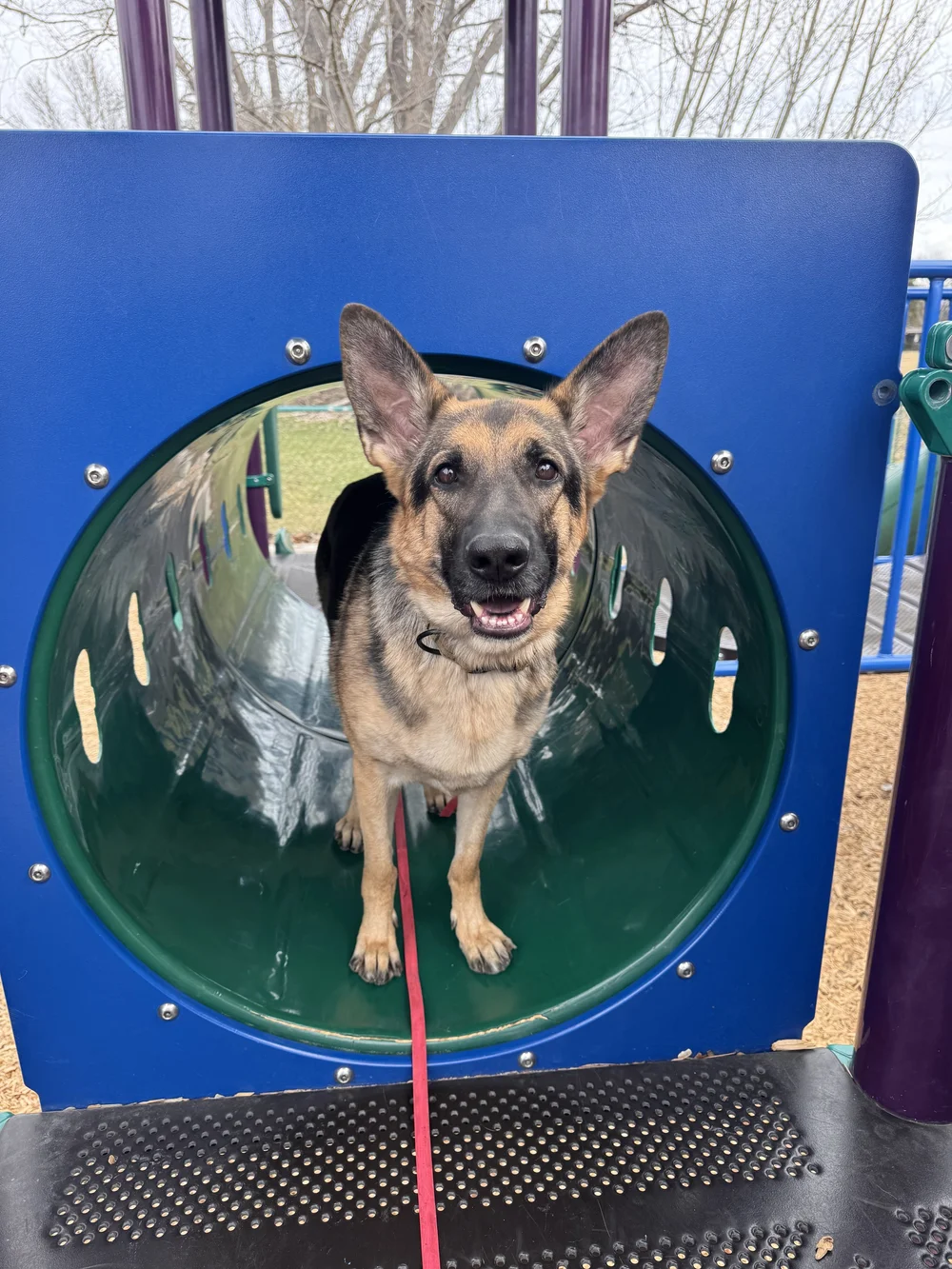 Shepherd mix moving through a playground tunnel during training