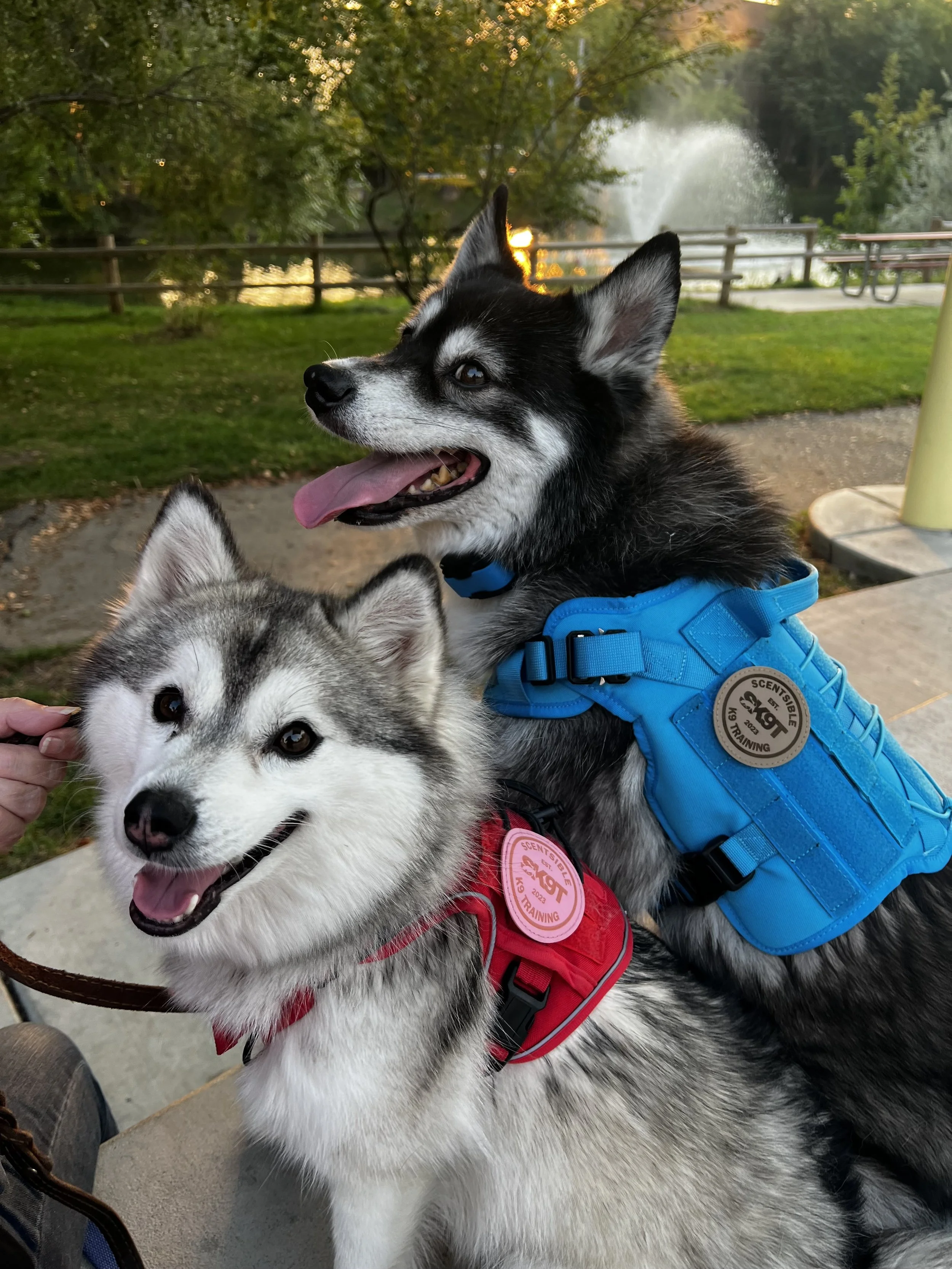 Dog training Meridian Idaho