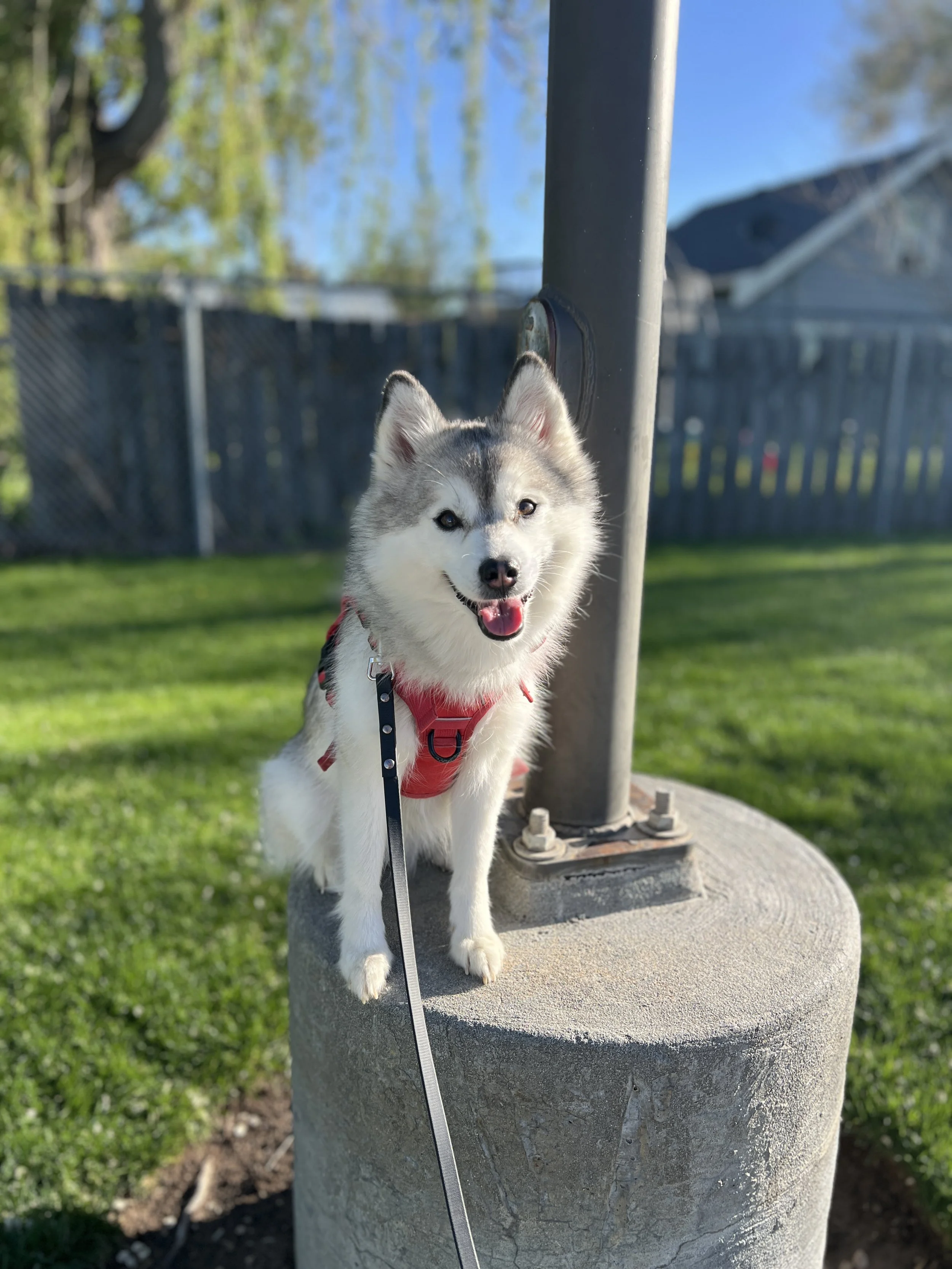 Day training dog