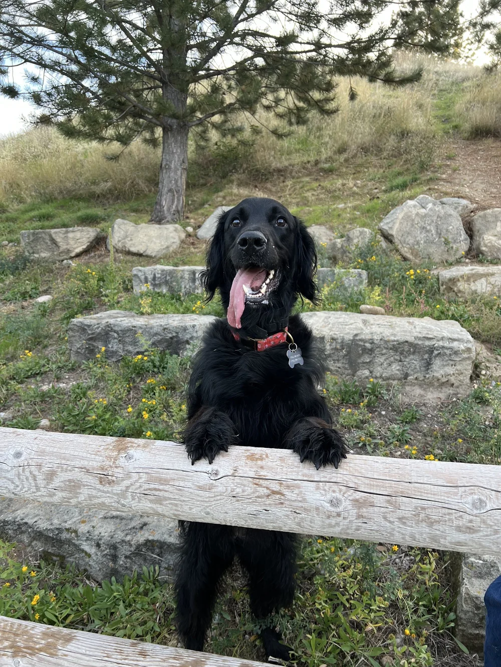 Black dog doing a paws-up on a wooden beam outdoors
