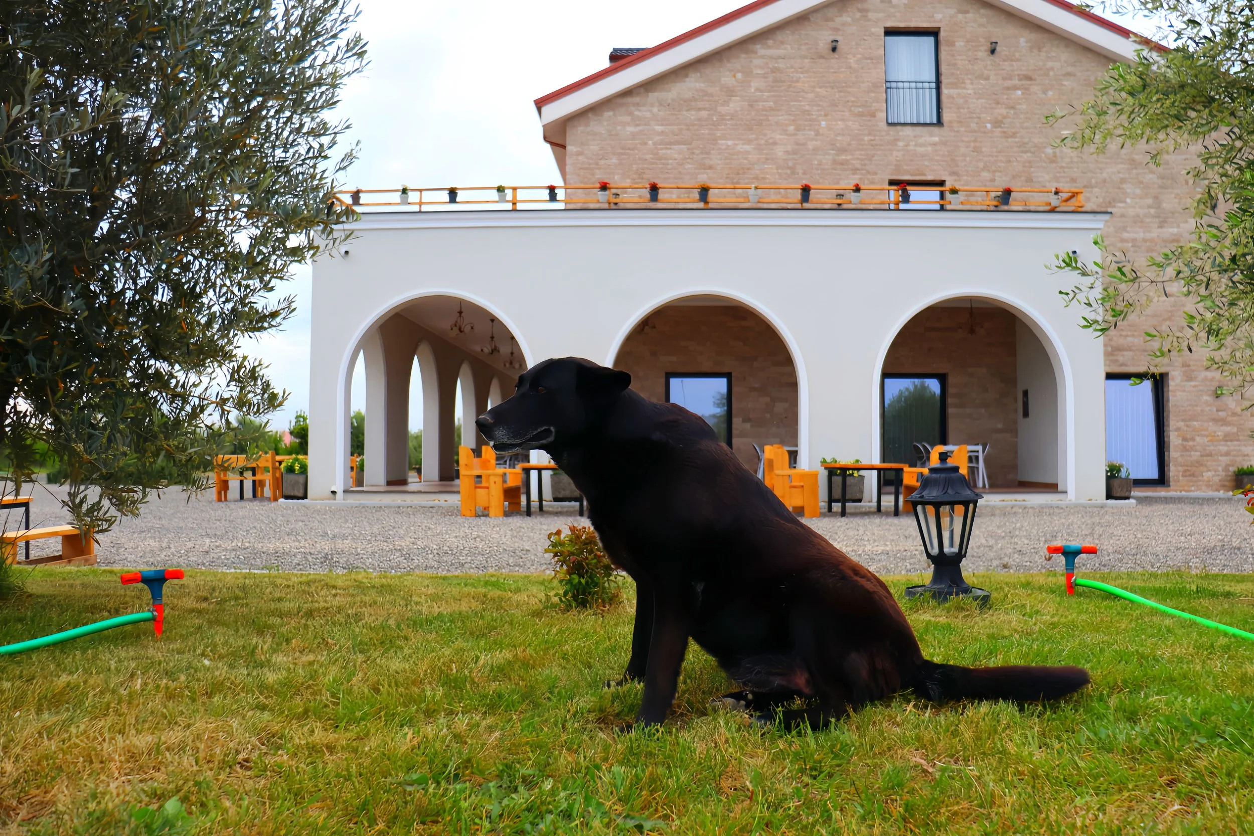 Dog on the property