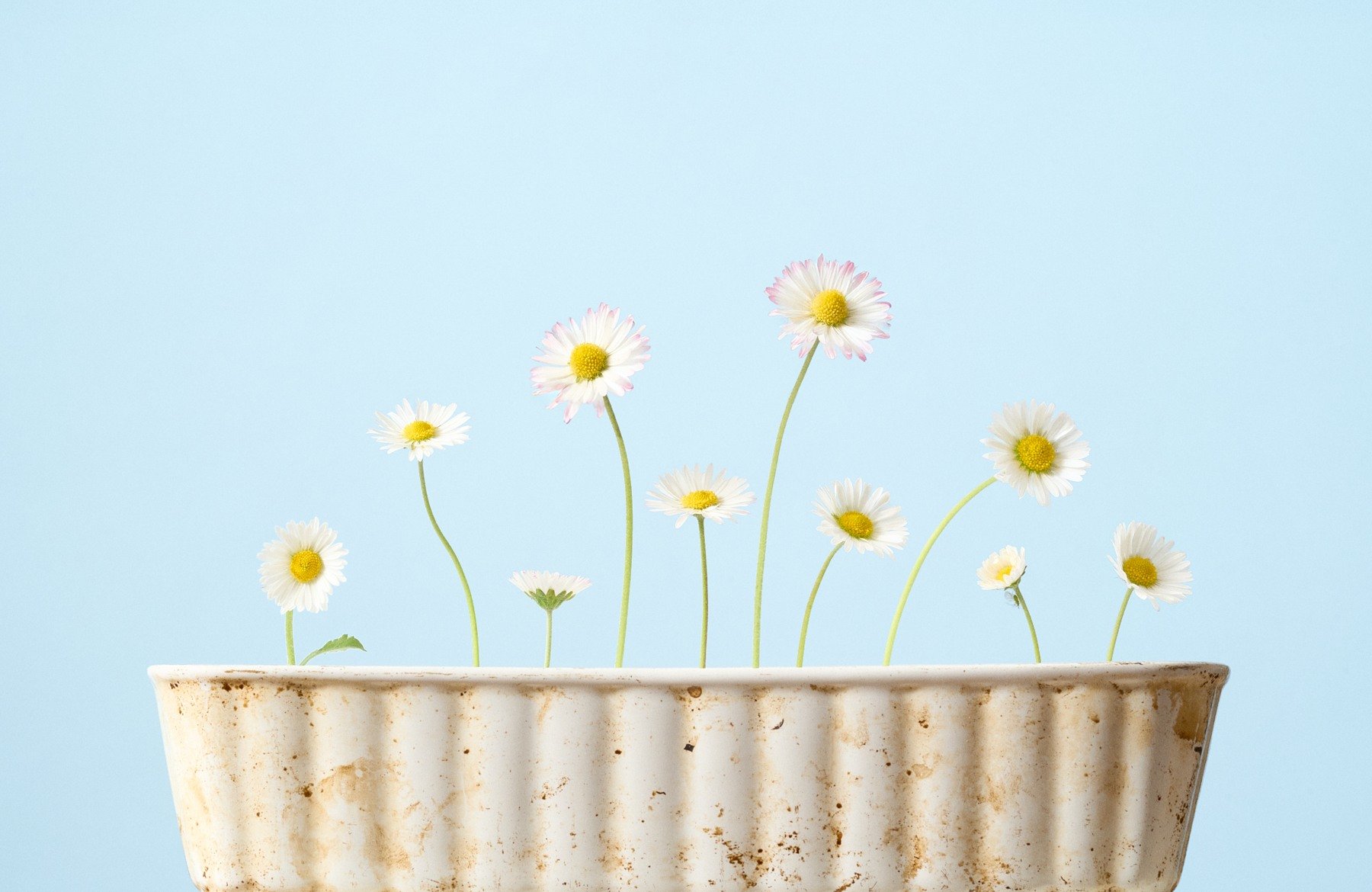 White daisies on slender stems arranged in a cream container against pale blue