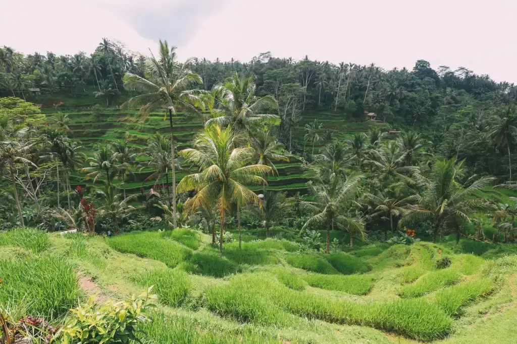 Tegalalang Rice Terrace Ubud Bali