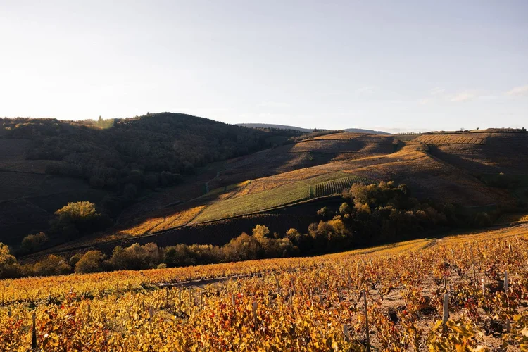 Circuit vin et gastronomie du Beaujolais en hiver — photo 4/5