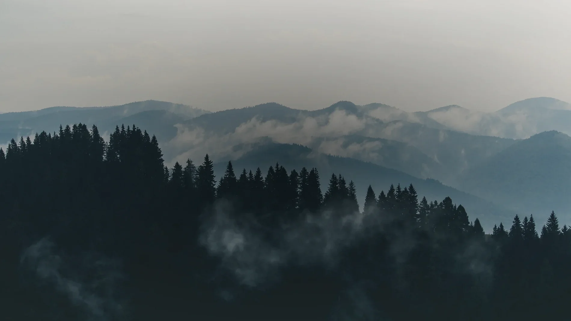Blue Ridge forest at sunrise near Roanoke, Virginia