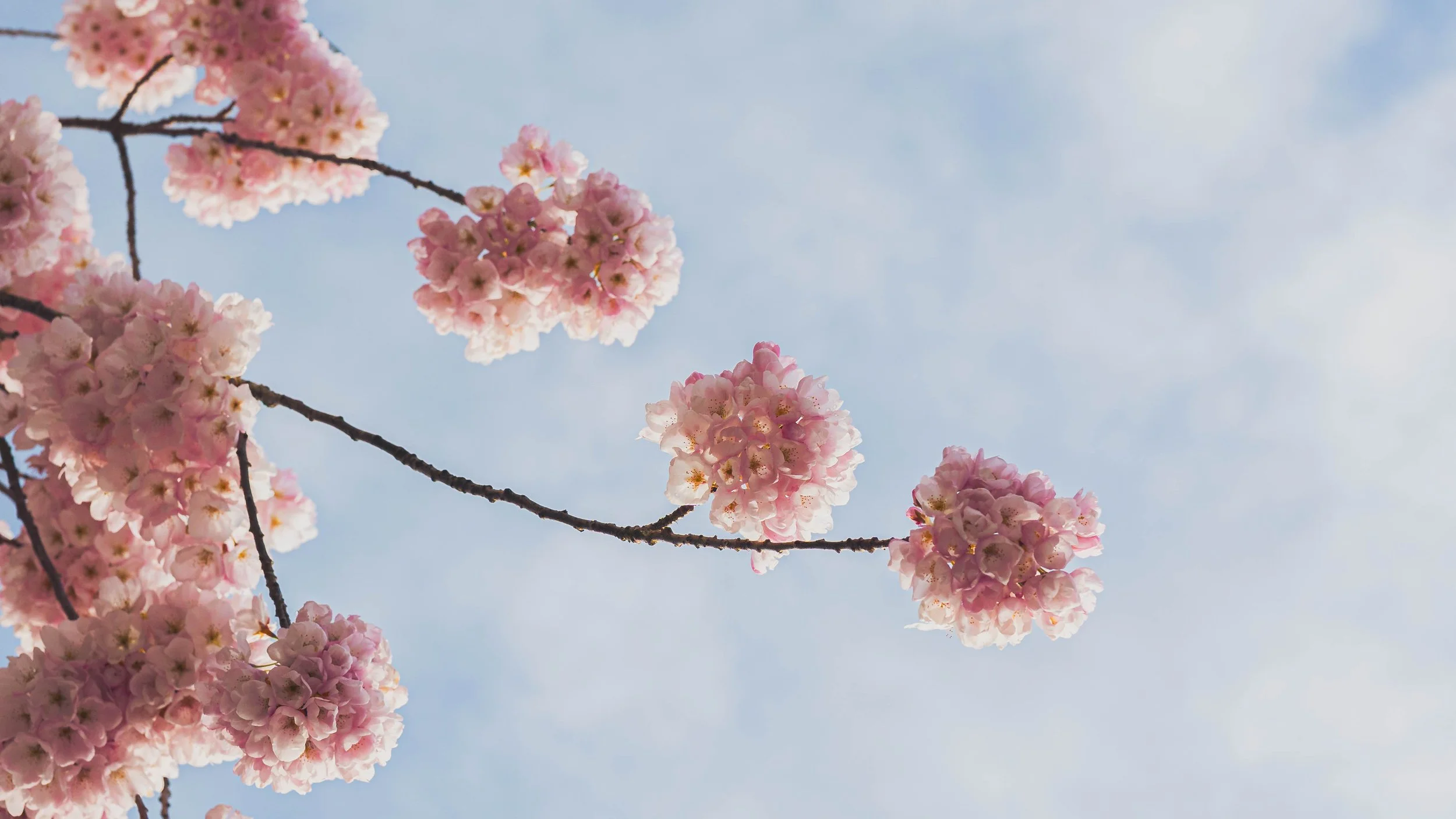 Brand photographer Seattle - SFMedia