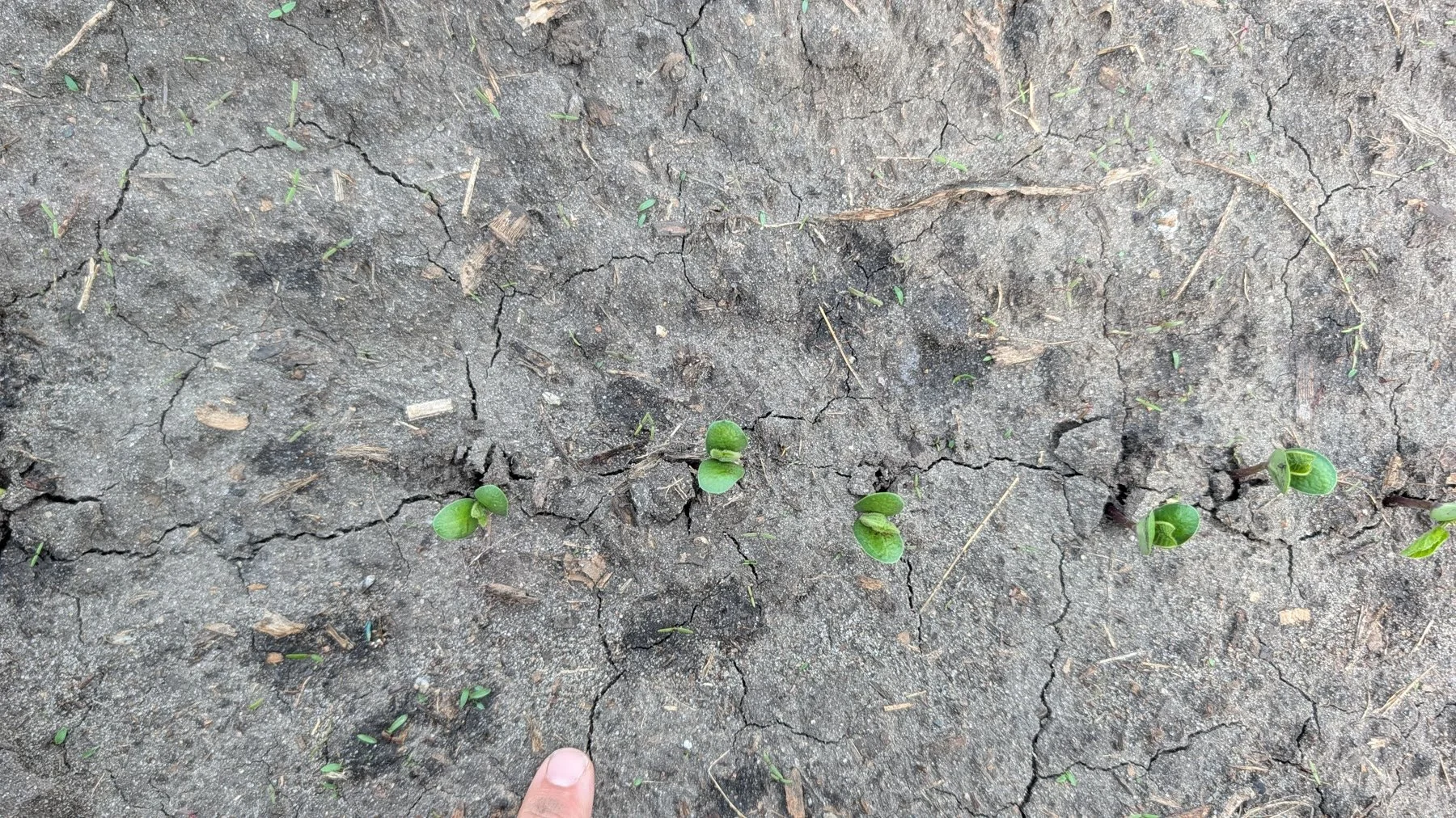 Young soybean plants in a row with localized wet spray spots around nearby weeds