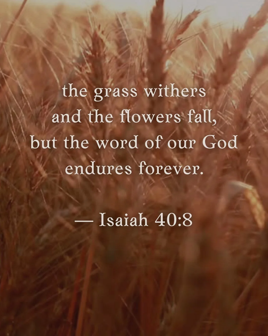 the grass withers and the flowers fall, but the word of our God endures forever. — Isaiah 40:8