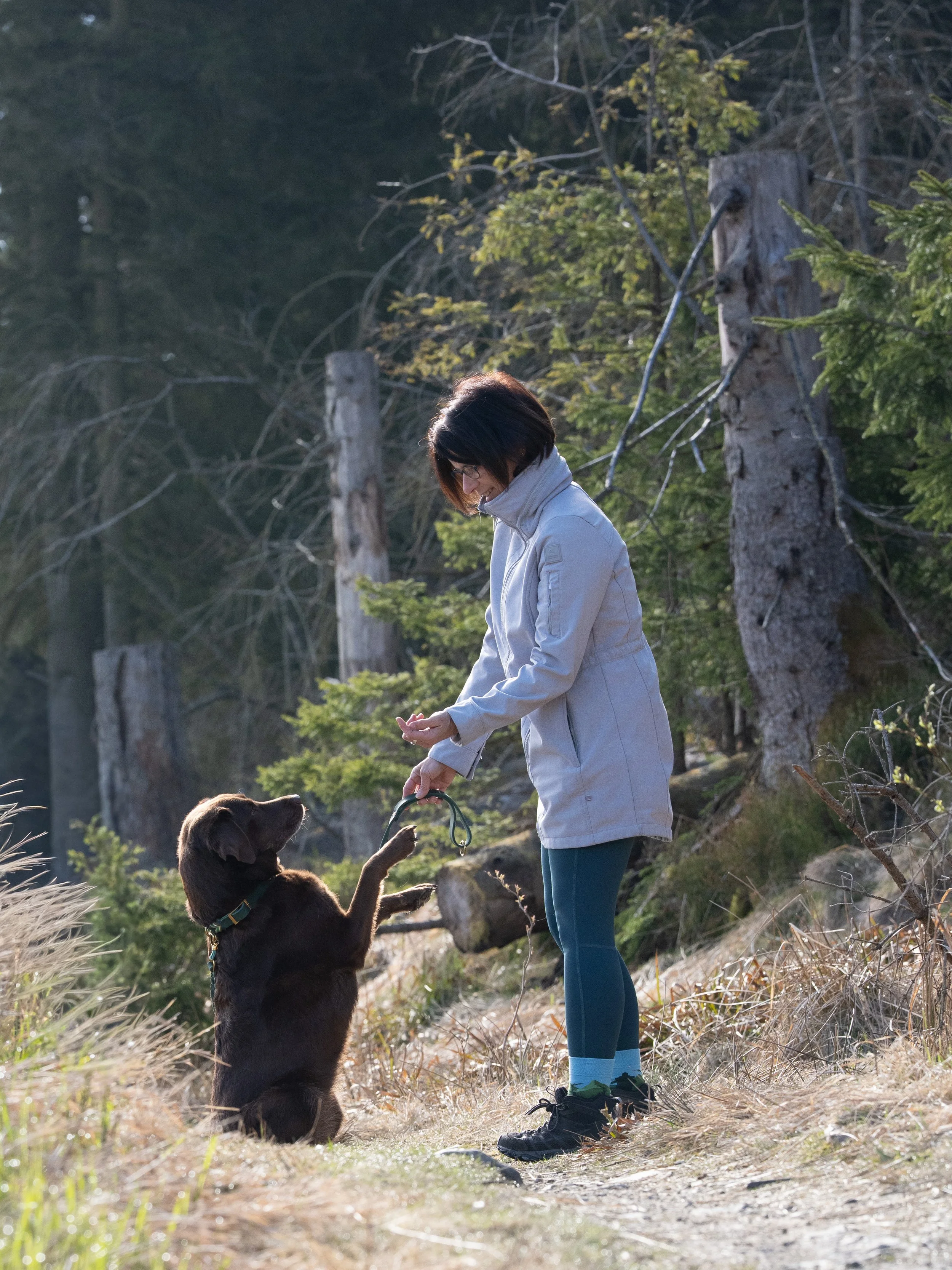 Hund beim Pfotenpfad im Harz
