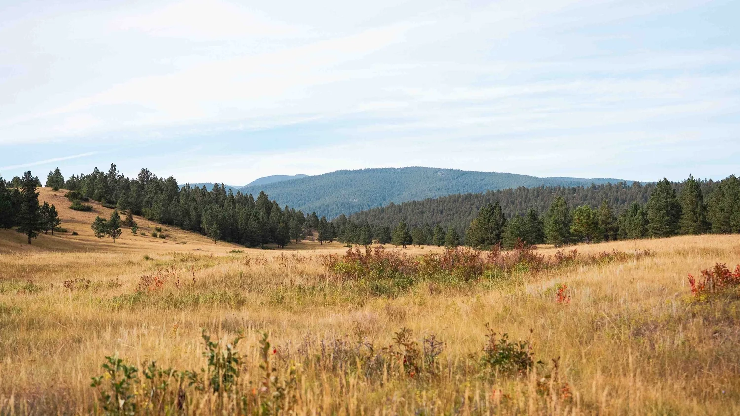 Golden grass meadow below forested mountains