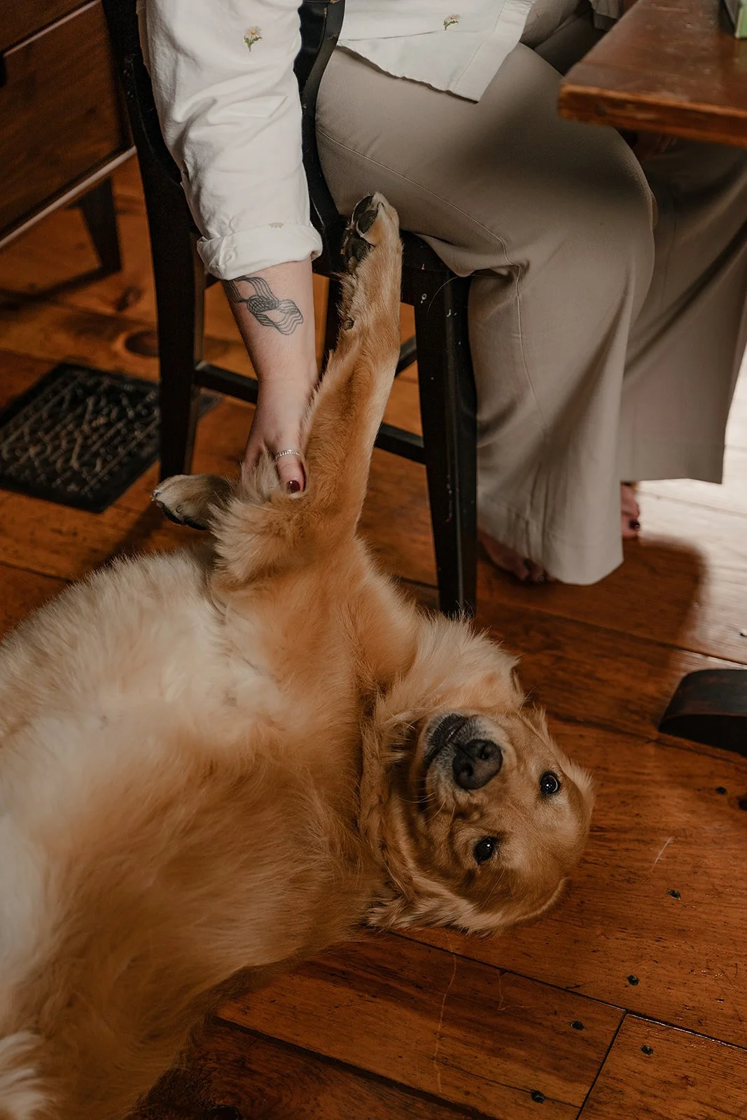 Goose, Alison's golden retriever and office companion
