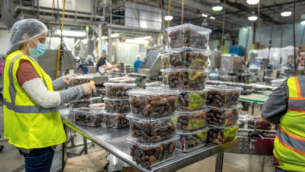 Worker in a hi-vis vest packing imported dates on a production line