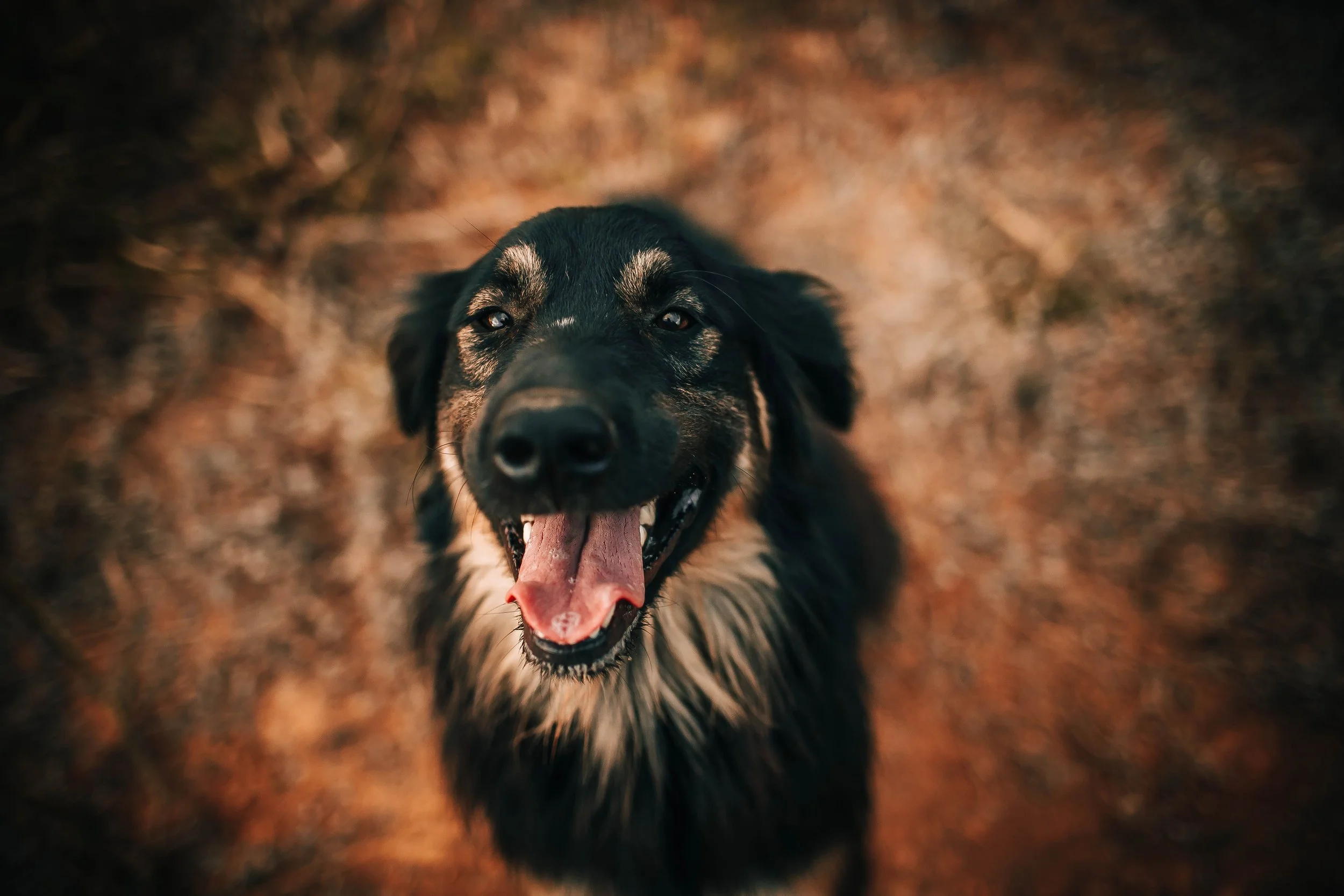 Happy black and tan dog looking up outdoors