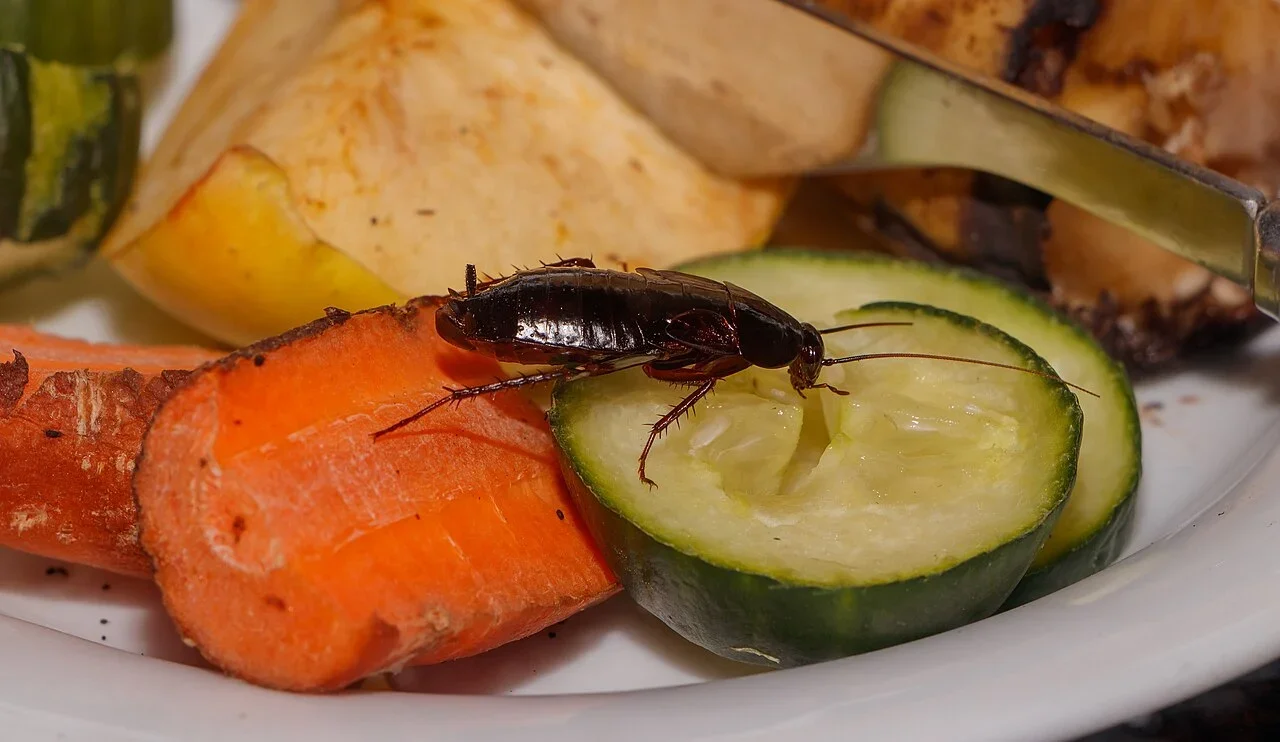 Adult female Oriental cockroach with a shiny dark body and reduced wing pads