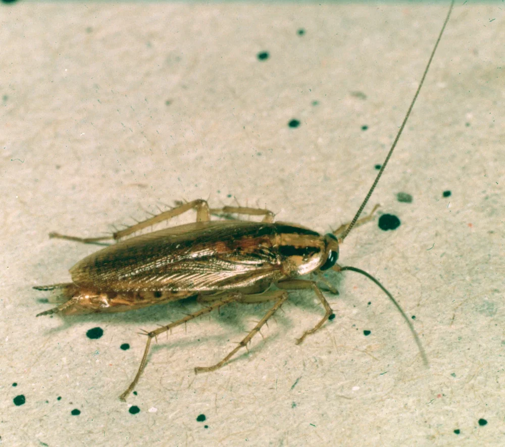 Adult German cockroach showing two dark lengthwise stripes behind its head