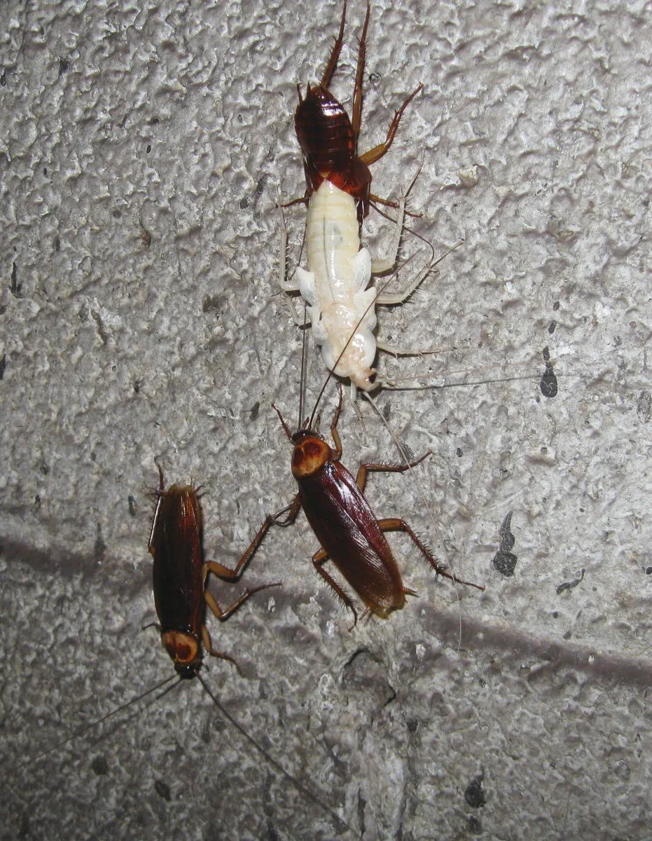 American cockroach reference photograph showing reddish-brown body and pale head-shield border