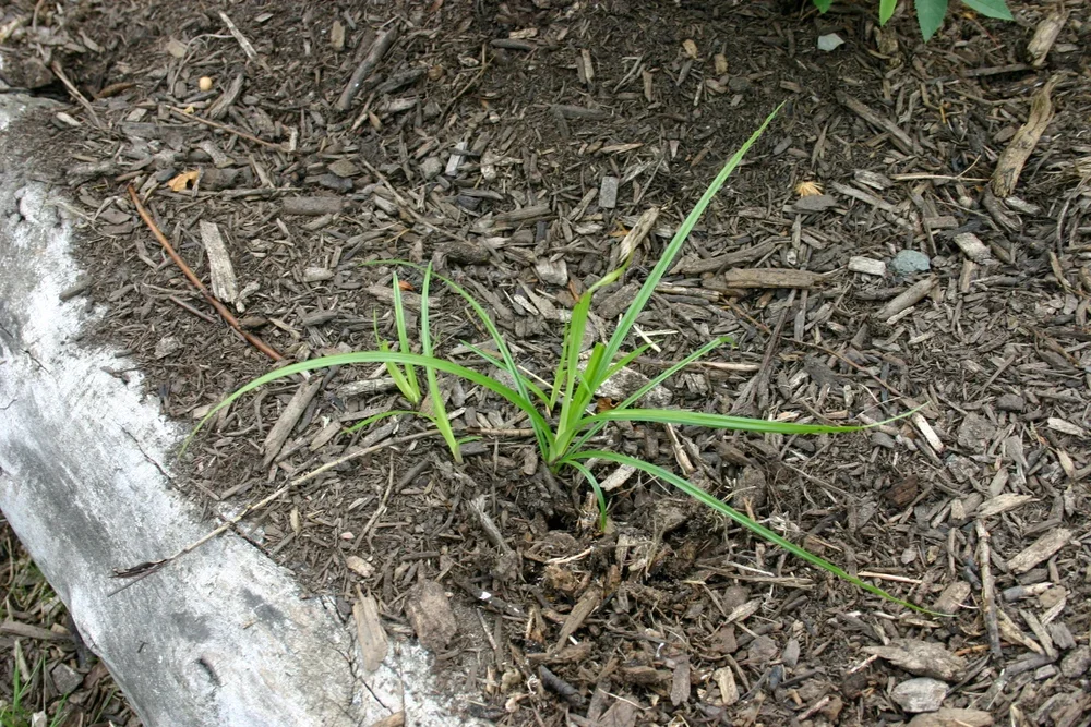 Yellow nutsedge reference plant with upright, narrow green leaves
