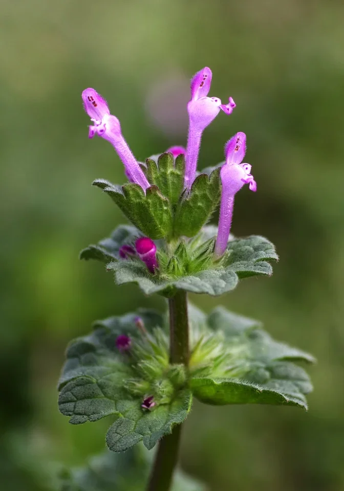 Henbit plant showing purple tubular flowers and rounded, toothed leaves around the stem