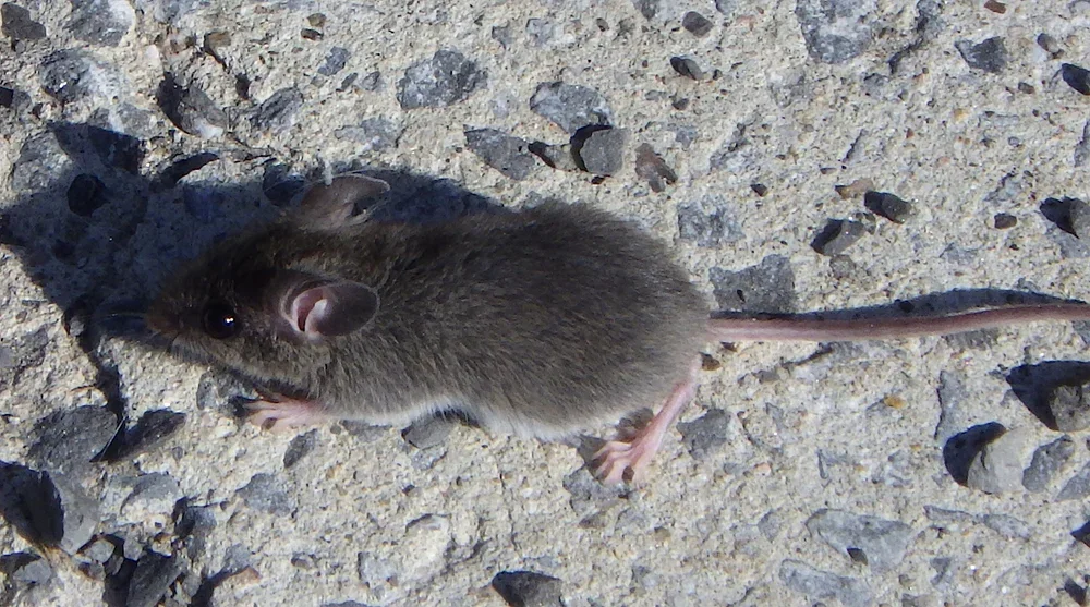 A house mouse with large rounded ears and a pointed muzzle