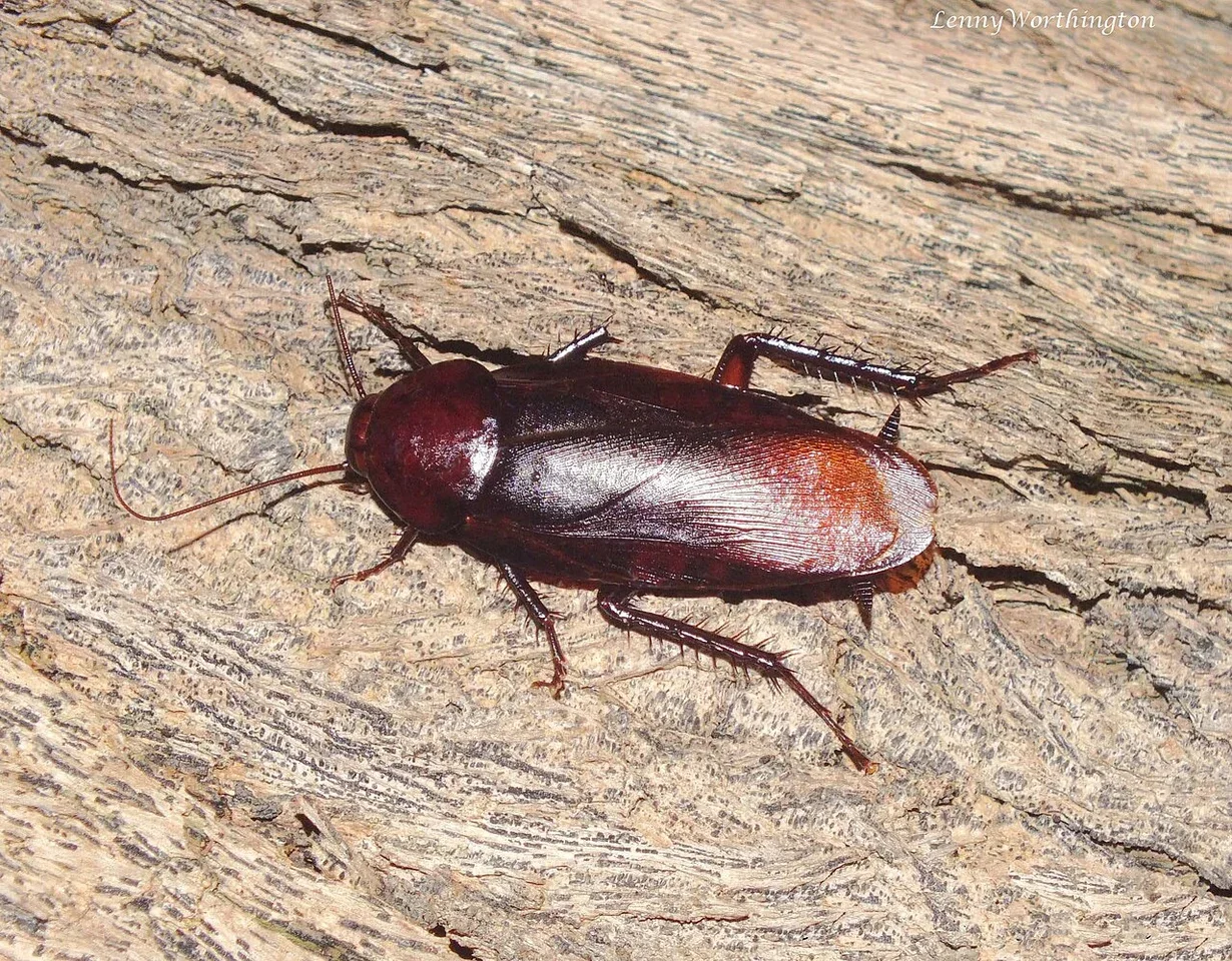 Adult smokybrown cockroach with uniformly dark brown body and wings covering the abdomen