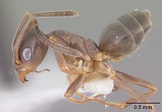 Odorous house ant specimen in profile showing a pinched waist and bent antennae