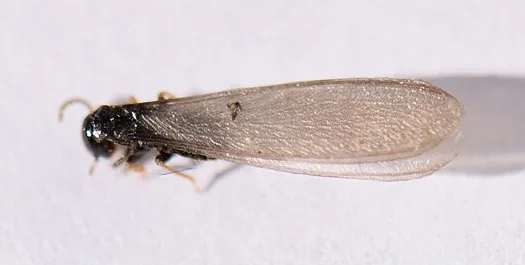 Eastern subterranean termite swarmer viewed from above, showing long overlapping wings