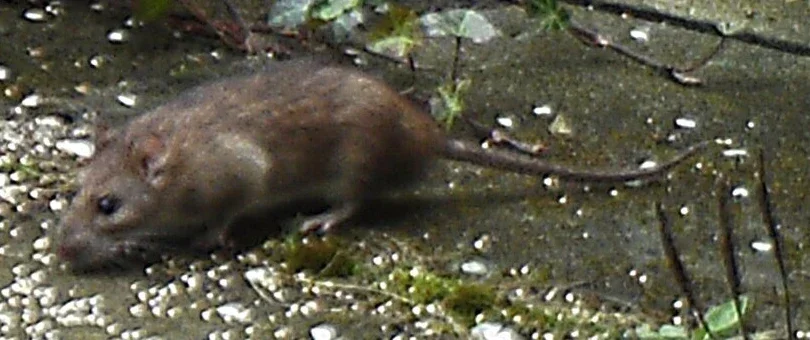 Brown or Norway rat outdoors with a stocky body and a tail shorter than its head and body