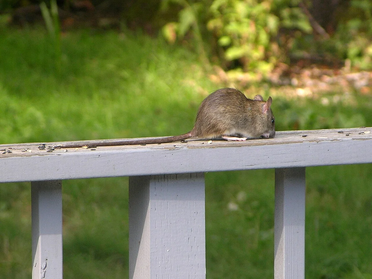 A roof rat seen from behind on a rail, with its long tail extended to the left