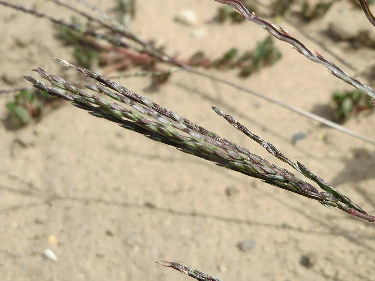 Large crabgrass seedhead with finger-like branches