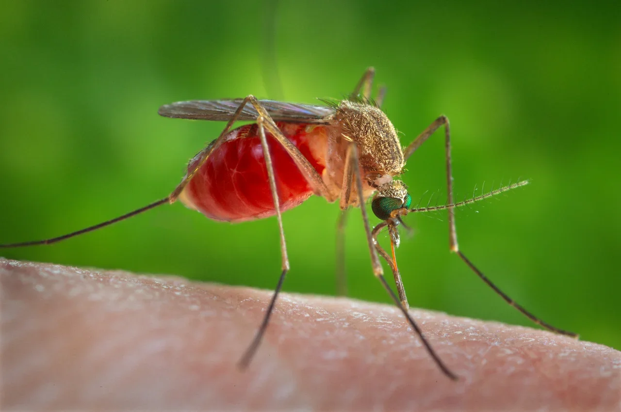 Female Culex quinquefasciatus mosquito feeding on skin, with long legs and a slender proboscis