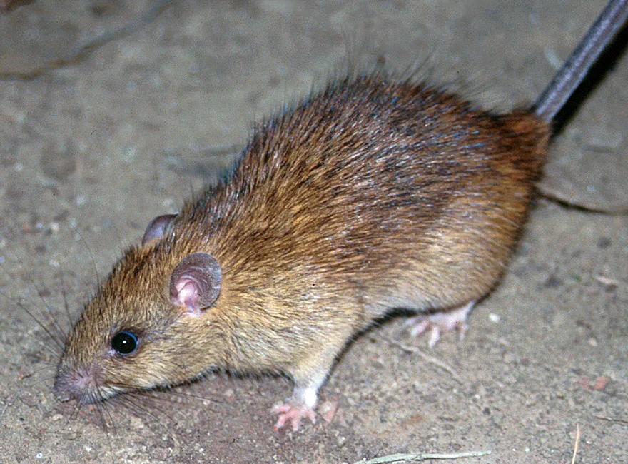 Roof rat reference photograph showing the head and body, with a pointed muzzle and large ears