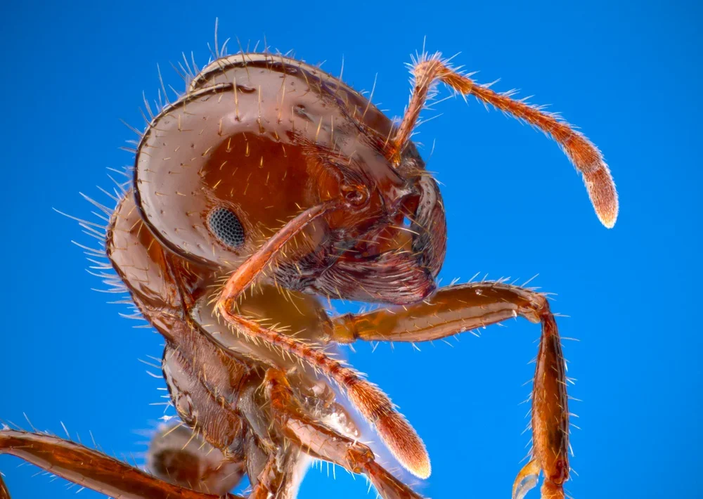 Close-up reference photograph of a red imported fire ant worker’s head