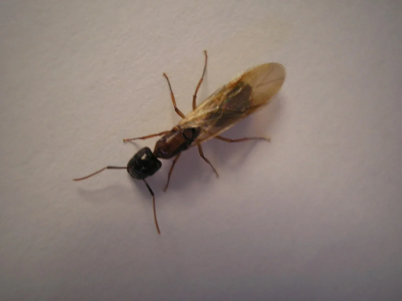A winged ant viewed from above, showing its narrow waist and unequal wing lengths
