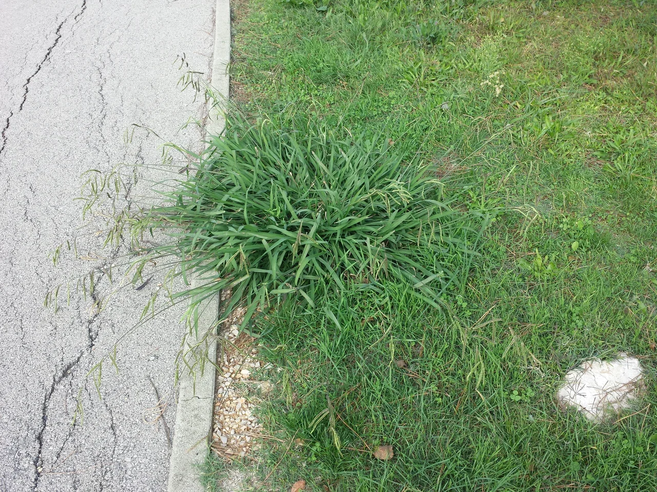 Dallisgrass plant forming a coarse clump at the edge of a lawn