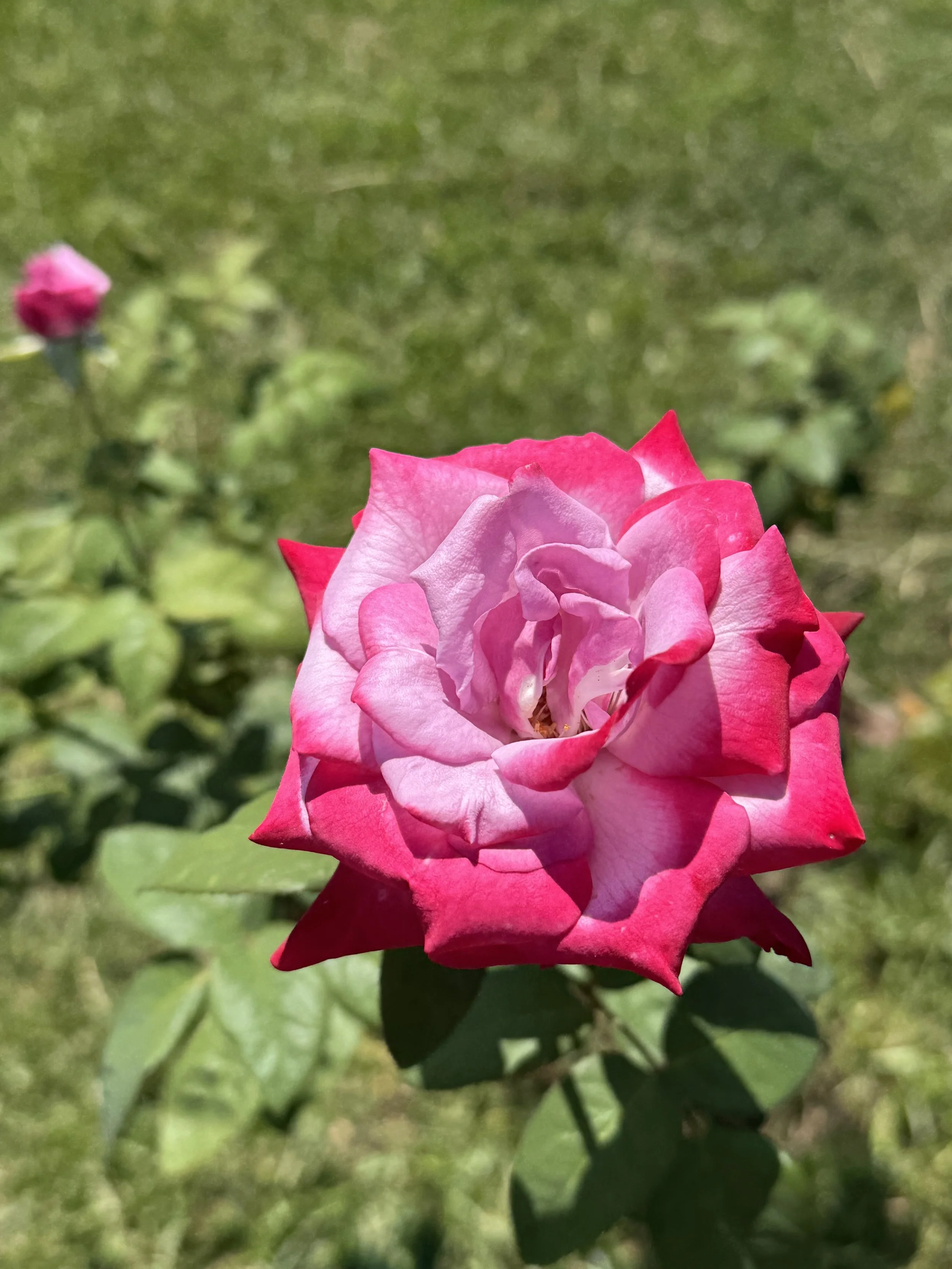 Dolly, Joy’s vivid pink rose blooming in Finch House Garden