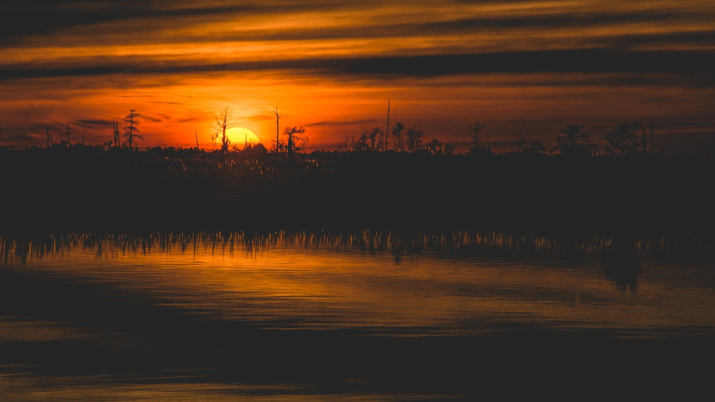 Original Louisiana cypress landscape at sunset